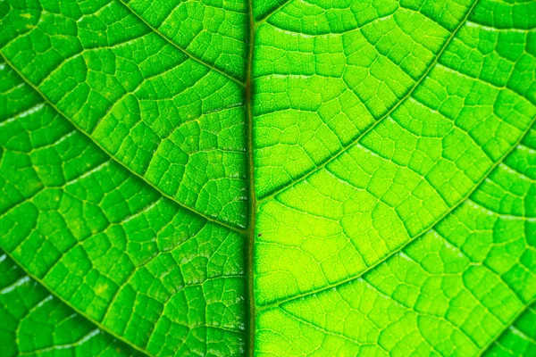 Textura de una hoja verde — Foto de Stock