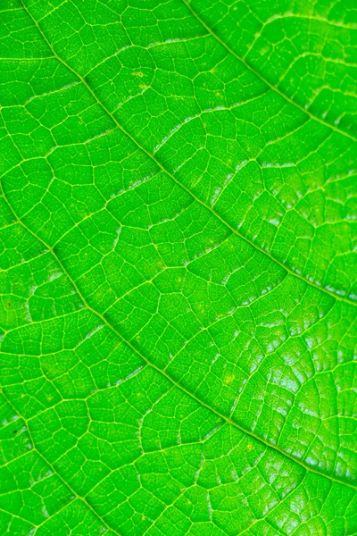 Textuur van een groen blad — Stockfoto