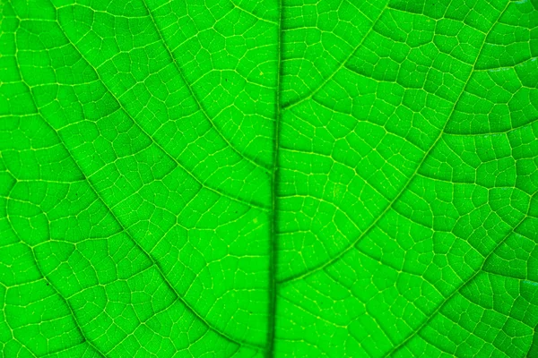 Textuur van een groen blad — Stockfoto