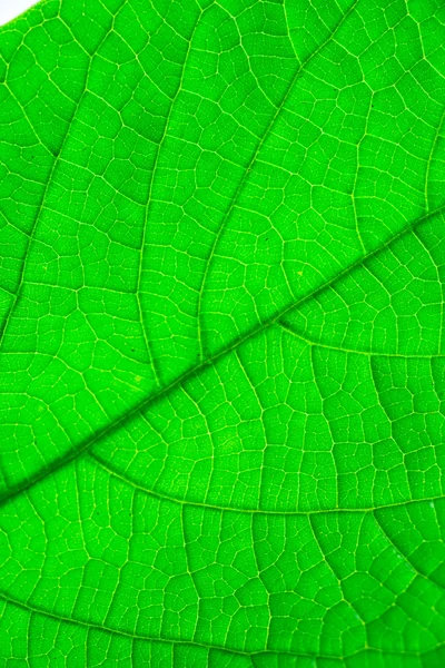 Зеленый лист текстуры. Макро — стоковое фото
