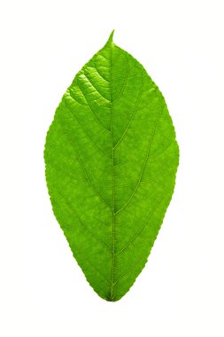 yaprak yeşil