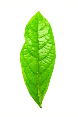 yaprak yeşil