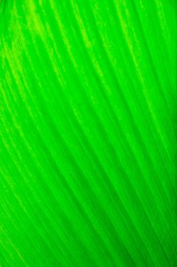 yeşil bir yaprağın dokusu