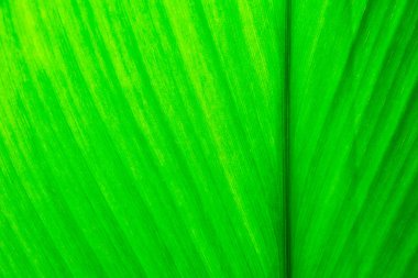 yeşil bir yaprağın dokusu