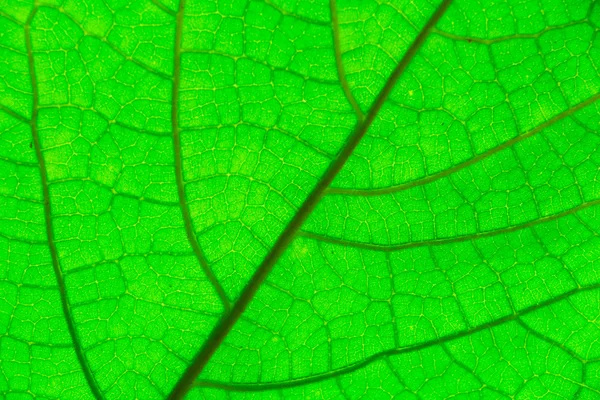 Yeşil yaprak dokusu. Makro — Stok fotoğraf