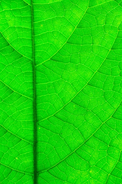 Textura de una hoja verde — Foto de Stock