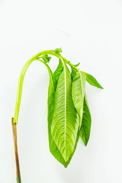 Vista de planta murcha — Fotografia de Stock