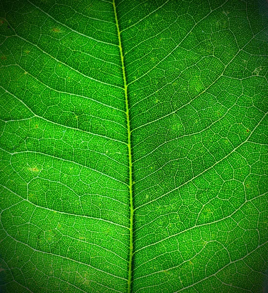 Texture di una foglia verde — Foto Stock