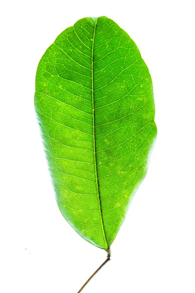 Folha verde — Fotografia de Stock