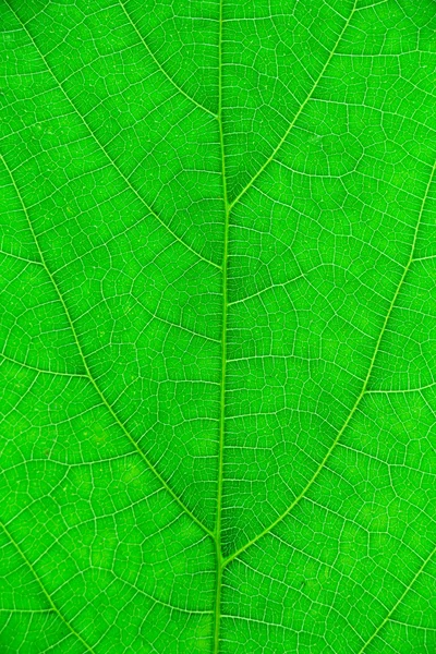 Textur eines grünen Blattes — Stockfoto