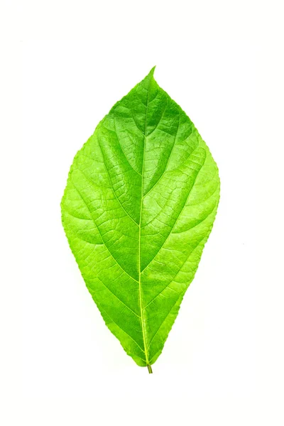 Крупный план зелёного листа — стоковое фото