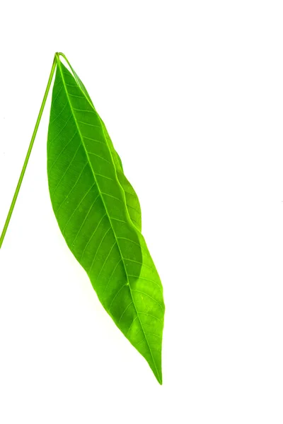 Green leaf — Stock Photo, Image