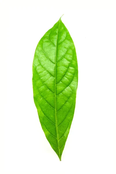 Hoja verde — Foto de Stock