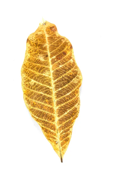 Żółty liść jesieni — Zdjęcie stockowe