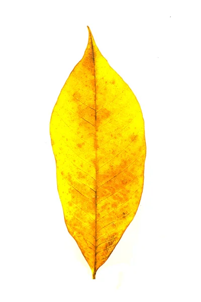 Hoja amarilla — Foto de Stock