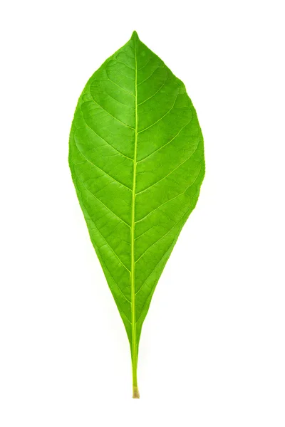 Green leaf — Stock Photo, Image