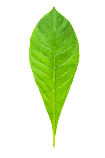 Frische und grüne Blätter — Stockfoto