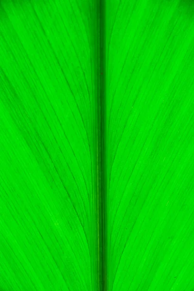 Texture of a green leaf — Stock Photo, Image