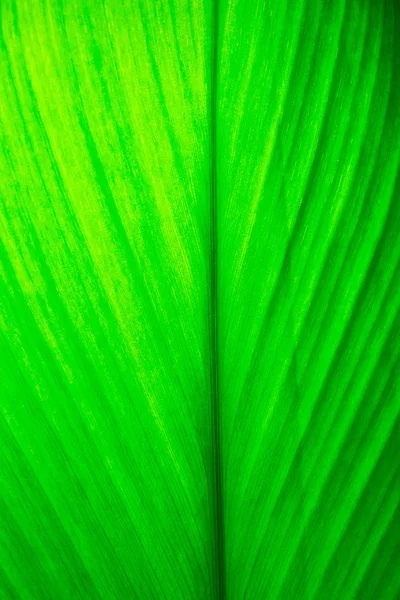 Texture d'une feuille verte — Photo