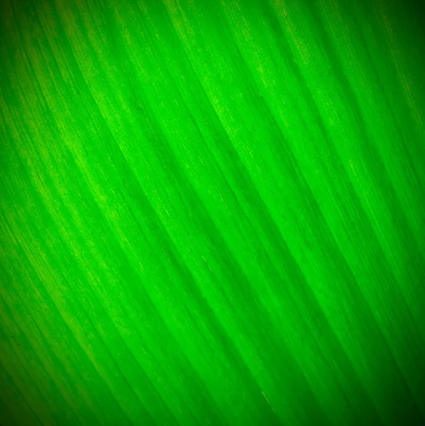 초록빛 잎의 구조 — 스톡 사진