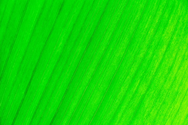 Leaf of a plant — Stock Photo, Image