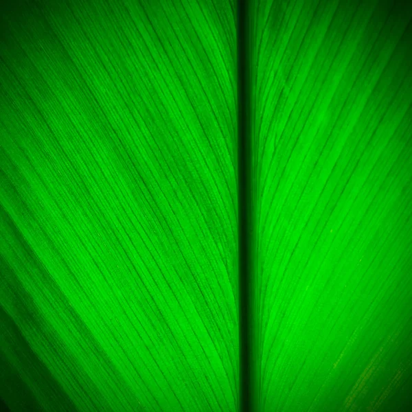 Green leaf background — Stock Photo, Image