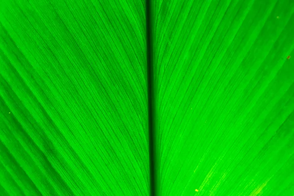 Textura de folha verde — Fotografia de Stock