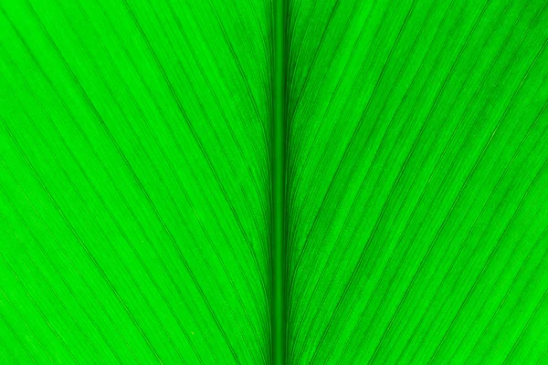 Green leaf texture — Stock Photo, Image