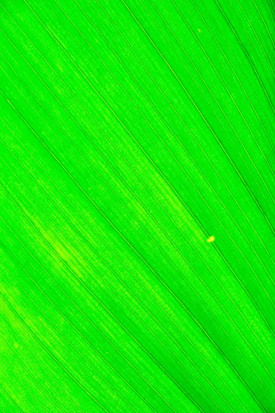 Green leaf texture — Stock Photo, Image