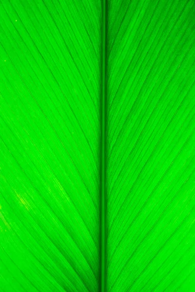 Texture fogliare verde — Foto Stock