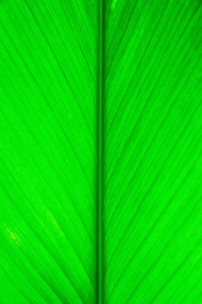 Zielony liść makro — Zdjęcie stockowe