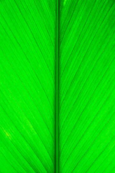 Macro folha verde — Fotografia de Stock