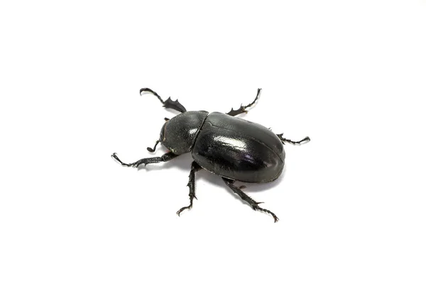 Beyaz Arka Plan Üzerinde Izole Rhinoceros Beetle — Stok fotoğraf