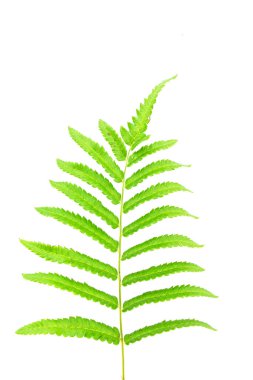 beyaz izole fern Şubesi