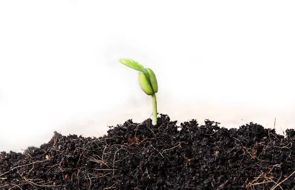 Green Sprout Growing Seed — Stock Photo, Image