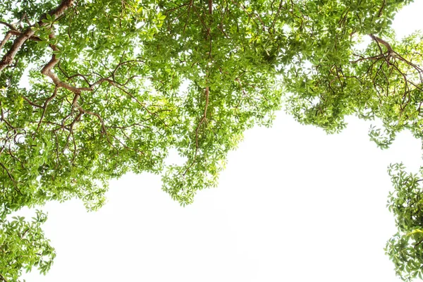 Green Tree Background Blue Sky — Stock Photo, Image