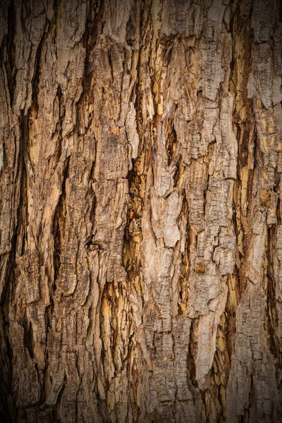 Bark Detail Close View — 图库照片