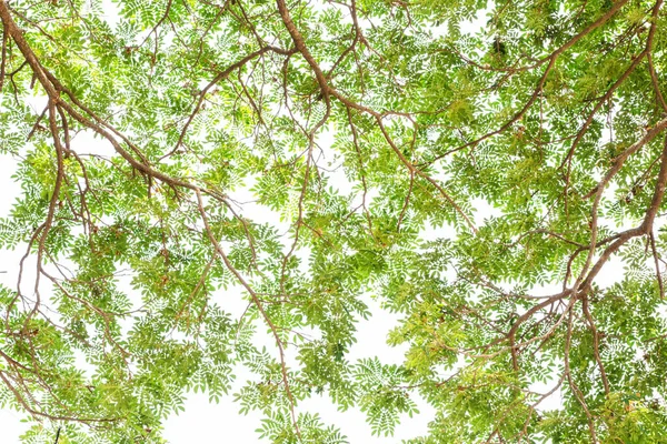 Feuilles Vertes Sur Arbre — Photo