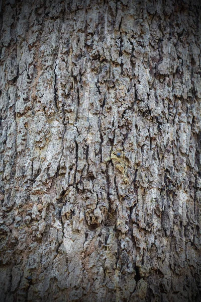 Perto Uma Casca Árvore — Fotografia de Stock