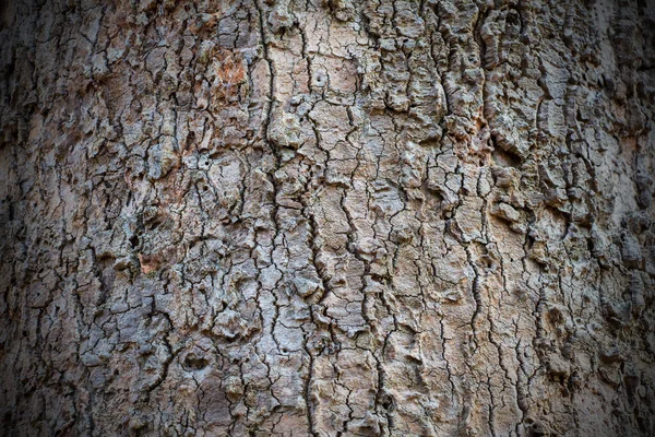 古い木の背景の質感 — ストック写真