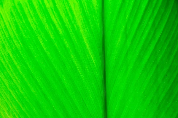 Texture Una Foglia Verde Come Sfondo — Foto Stock