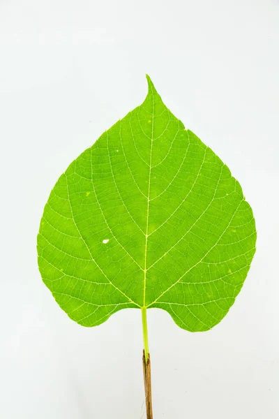 Folha Verde Coração Forma Isolada Branco — Fotografia de Stock