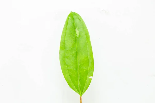 Φύλλο Ενός Φυτού Από Κοντά — Φωτογραφία Αρχείου