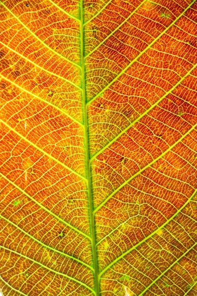 Closeup Της Μια Υφή Της Πορτοκαλί Φύλλα Ενός Φυτού — Φωτογραφία Αρχείου