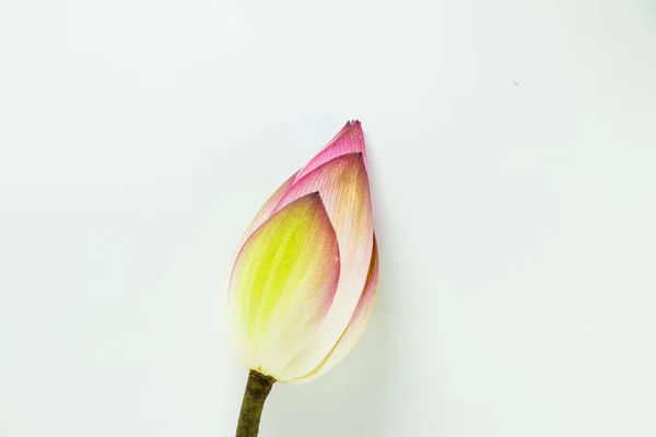 Lotus Blomma Isolerad Vit Bakgrund — Stockfoto