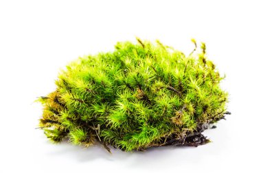 Yeşil orman yosunu yakın çekim görüntüsü