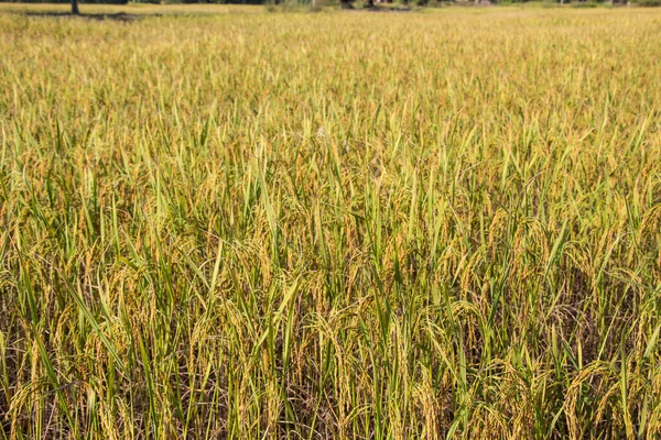 Riz Est Aliment Base Peuple Thaïlandais Quand Riz Est — Photo