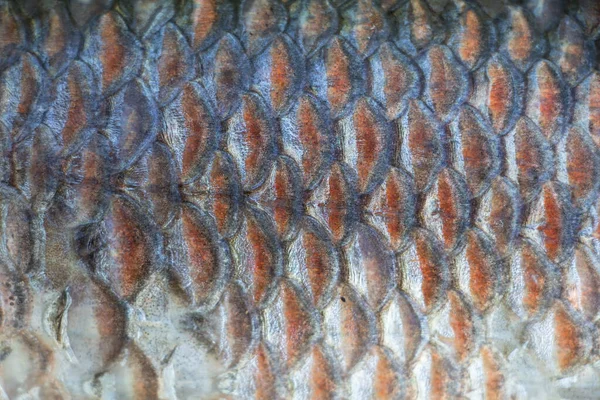 Fish Scales Background Close View — Stockfoto
