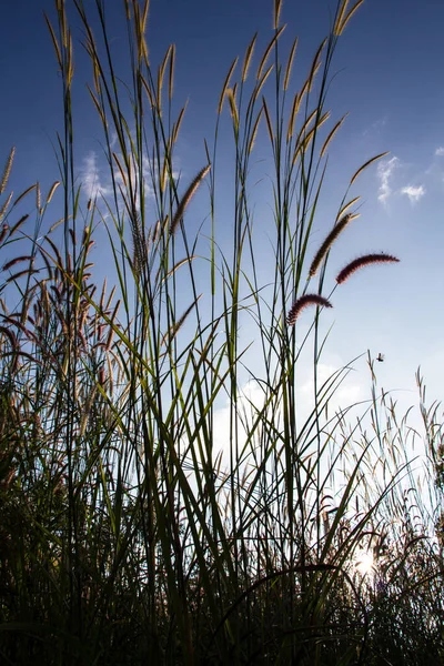 Grass Plumes At Sunset