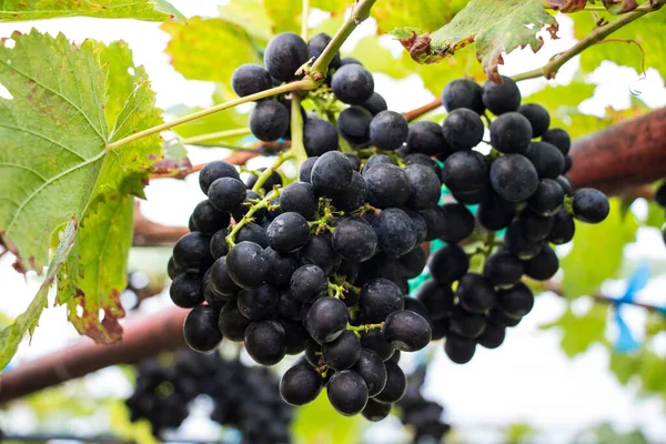 Grapes Branch Close View — Fotografia de Stock